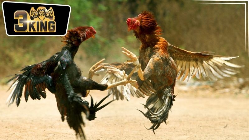 Những chiến lược cá cược hiệu quả tại nhà cái 3King đá gà